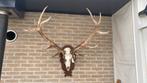 Opgezette dieren vogel taxidermie gewei, Ophalen of Verzenden, Zo goed als nieuw, Hert, Gewei of Kop