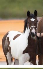 Super lief aanhankele merrie veulen, Merrie, 165 tot 170 cm, Dressuurpaard, 0 tot 2 jaar