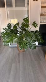 Monstera Deliciosa met pot, Huis en Inrichting, Kamerplanten, Ophalen, 100 tot 150 cm, Overige soorten, Halfschaduw