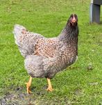 Dubbel gezoomde barnevelder hen, Dieren en Toebehoren, Pluimvee, Vrouwelijk, Kip