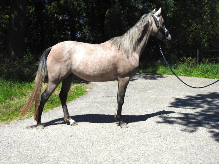 Arabisch volbloed merrie, Dieren en Toebehoren, Paarden, Merrie, Onbeleerd, Met stamboom, Gechipt