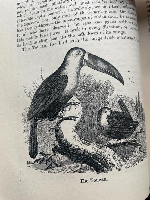 1857 Geschiedenis der Vogels E. Stanley (engels), Antiek en Kunst, Kunst | Etsen en Gravures, Ophalen of Verzenden