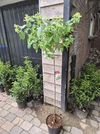 Limelight hortensia op stam, Tuin en Terras, Ophalen of Verzenden, Hortensia, Struik, 100 tot 250 cm