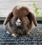 Schitterend koppeltje minilop hangoor dwerg konijntjes, Meerdere dieren, Dwerg, Hangoor