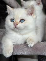 Brits korthaar katertjes met stamboom, geteste ouders, point, Dieren en Toebehoren, Katten en Kittens | Raskatten | Korthaar, Kater