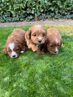 Knappe Cavapoo Pups, Overige rassen, Meerdere, Meerdere dieren, Nederland