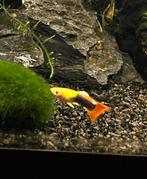 Guppy man aquarium vis gratis, Dieren en Toebehoren, Vissen | Aquariumvissen, Vis