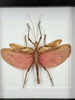 Heteropteryx dilatata - Wildernis Atelier, Ophalen of Verzenden, Nieuw, Opgezet dier