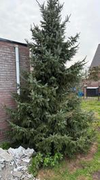 Kerstboom gratis, Tuin en Terras, Planten | Bomen, Ophalen, Volle zon, Overige soorten