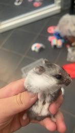Dwerghamster + Kooi, Dieren en Toebehoren, Knaagdieren, Hamster, Mannelijk, Juli, Tam