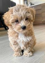 Opzoek naar een maltipoo, Dieren en Toebehoren, Honden | Chihuahua's en Gezelschapshonden, Rabiës (hondsdolheid), 8 tot 15 weken