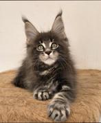 Maine Coon Aron male Aldona's Gift *PL, Kater, Ontwormd