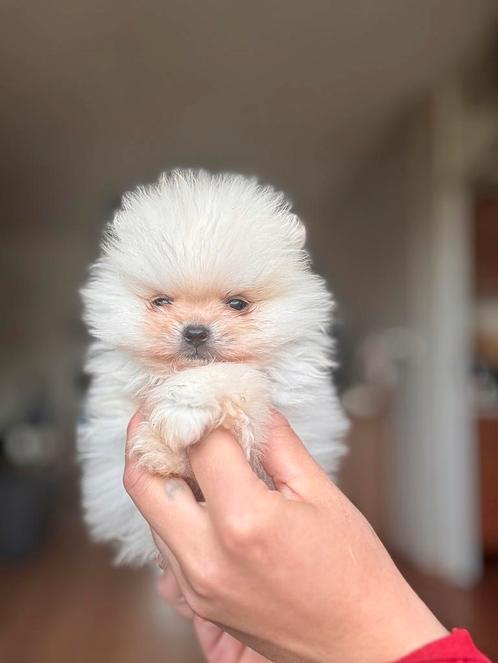 Drie pomeranian reutjes beschikbaar, Dieren en Toebehoren, Honden | Poolhonden, Keeshonden en Oertypen, Reu, Keeshond, Particulier