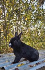 Prachtig lief dwergkonijntje ventje circa 6 maandjes jong!, Mannelijk, Dwerg, 0 tot 2 jaar