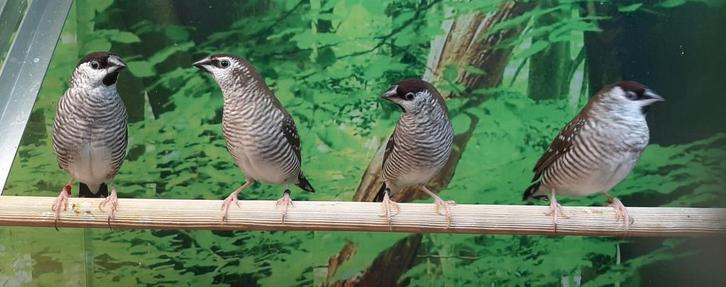 Ceresamadines alleen nog 1 man., Dieren en Toebehoren, Vogels | Duiven, Overige soorten, Meerdere dieren