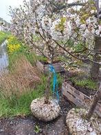 Aanbieding Kersenbomen in pot, Ophalen, Lente, Volle zon, Kersenboom