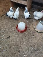 Kruising wandketel x Cochin kriel, Dieren en Toebehoren, Pluimvee, Vrouwelijk, Kip