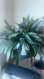 Mooie grote kamerplant (clivia), Ophalen, Overige soorten, Minder dan 100 cm
