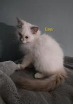 Ragdoll katertje met stamboom, Kater, Gechipt