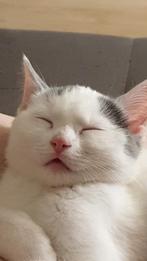 Te koop, kitten 5 mnd. Poes, Dieren en Toebehoren, Katten en Kittens | Raskatten | Korthaar, Poes, 0 tot 2 jaar