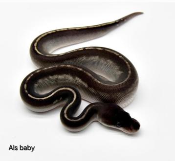 2021: 1.0 Saar Blackhead Mojave Cinnamon beschikbaar voor biedingen