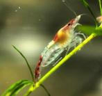Red Rili - rilli low grade garnalen | Neocaridina shrimps, Kreeft, Krab of Garnaal, Zoetwatervis