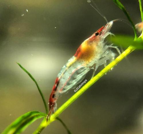 Red Rili - rilli low grade garnalen | Neocaridina shrimps, Dieren en Toebehoren, Vissen | Aquariumvissen, Zoetwatervis, Kreeft, Krab of Garnaal