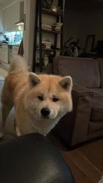 Akita inu .  dekreu, Dieren en Toebehoren, Particulier, 1 tot 2 jaar, Nederland, Eén hond