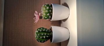 2 cactussen imitatie  samen €1,50 beschikbaar voor biedingen