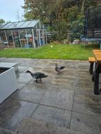 Muskuseenden, Meerdere dieren, Eend