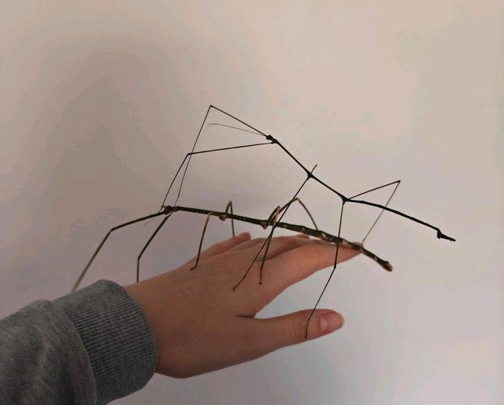 Ramulus nematodes PSG 55 nimfjes, Dieren en Toebehoren, Insecten en Spinnen, Wandelende tak