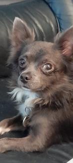Chihuahua dekreu, Dieren en Toebehoren, Honden | Dekreuen, Particulier, Rabiës (hondsdolheid), 1 tot 2 jaar, Reu