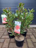 Arbutus Unedo - Aardbeiboom H: 60 - 65 cm., Ophalen, Volle zon, Vaste plant, Zomer