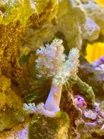 Capnella Kenia boom stek (6cm), Dieren en Toebehoren, Overige typen, Zoutwatervis