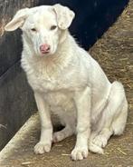 KANJER VAN EEN ERG LIEF RUSTIG REUTJE FRISCOT, Dieren en Toebehoren, Honden | Niet-rashonden, Particulier, Rabiës (hondsdolheid)