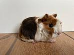 Twee peruvian cavia beertjes choco buff wit, Dieren en Toebehoren, Knaagdieren, Cavia, Mannelijk, Tam, Oktober