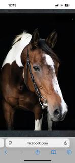 Spoed: plaatsje gezocht voor twee paarden, Dieren en Toebehoren, Stalling en Weidegang, Weidegang, 2 of 3 paarden of pony's