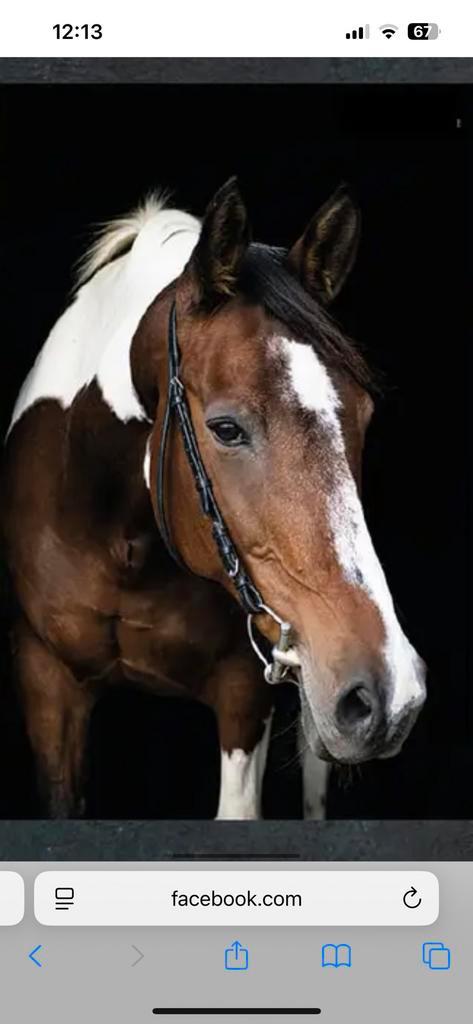 Spoed: plaatsje gezocht voor twee paarden, Dieren en Toebehoren, Stalling en Weidegang, Stalling, Weidegang, 2 of 3 paarden of pony's