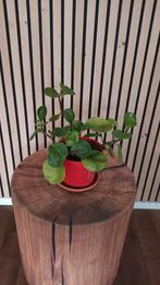 Peperomia Obtusifolia - Krokodillentraan met groot blad, Ophalen, Halfschaduw, Minder dan 100 cm