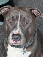 Ervaren Amerikaanse Stafford (Pitbull) dekreu, Dieren en Toebehoren, Reu, CDV (hondenziekte), 1 tot 2 jaar, Eén hond