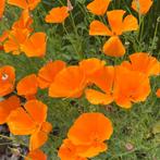 Slaapmutsje oranje - 75 zaden | eschscholzia californica, Ophalen of Verzenden, Volle zon, Zaad