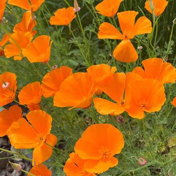 Slaapmutsje oranje - 75 zaden | eschscholzia californica beschikbaar voor biedingen
