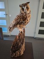 Ransuil uil taxidermie opgezet geprepareerd, Verzamelen, Dierenverzamelingen, Ophalen of Verzenden, Zo goed als nieuw, Vogel, Opgezet dier