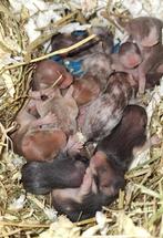 🐹Syrische hamster / goudhamster nestje van hobbyfokker, Dieren en Toebehoren, Knaagdieren, Hamster, Juli, Meerdere dieren, Tam