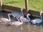 Indische Streepkop Ganzen, Dieren en Toebehoren, Pluimvee, Meerdere dieren, Gans of Zwaan