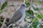 3 diamnt duiven, Meerdere dieren, Tropenvogel