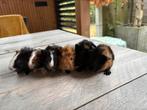 Lieve jonge borstel schimmel cavia’s te koop zeugjes, Cavia, Augustus, Meerdere dieren, Tam
