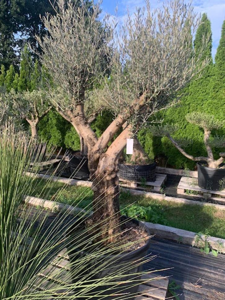 Olijfbomen, Tuin en Terras, Planten | Bomen, Olijfboom, 100 tot 250 cm, Volle zon, Lente, Ophalen