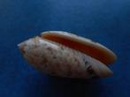 Schelpen: Oliva mantichora Duclos gem 44,5mm, Verzenden, Schelp(en)