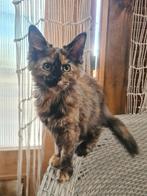 Nog 1 Maine Coon kitten op zoek naar een gouden mandje ✨, Dieren en Toebehoren, Meerdere dieren, Gechipt